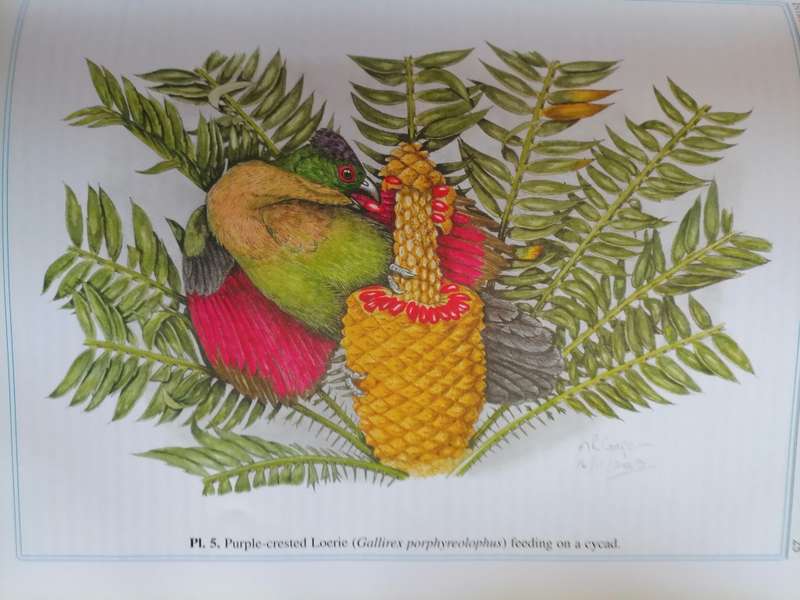 The Cycads & Cycad Moths of Kwazulu-Natal. Michael R. Cooper & Douglas Goode