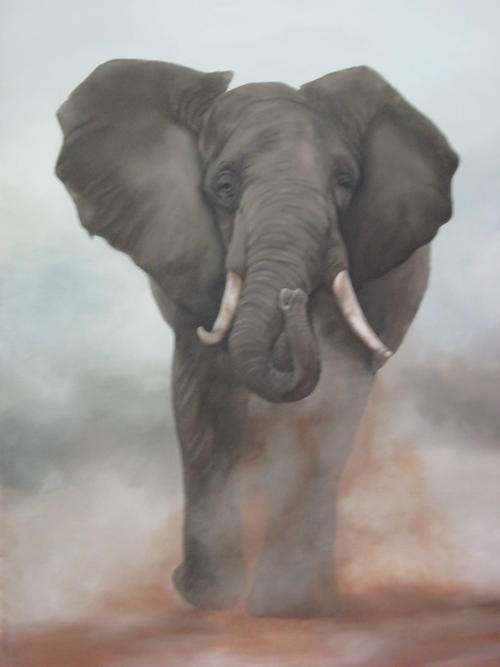 CHARGING ELEPHANT BULL  BY SALLY DELL