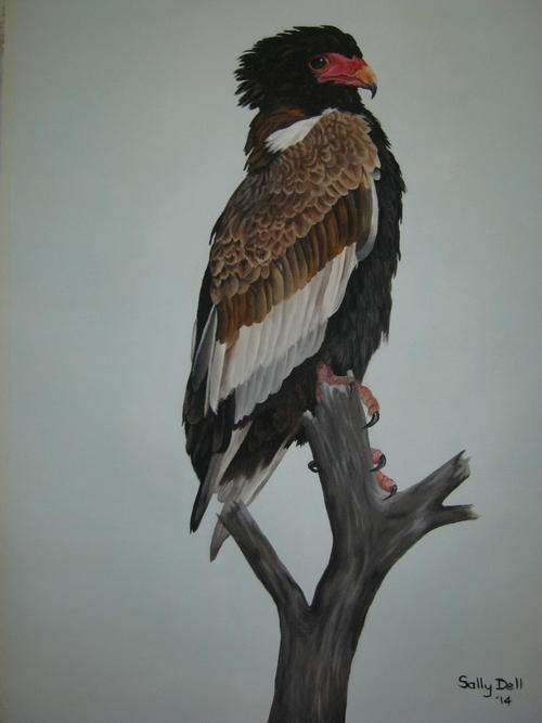 BATELEUR EAGLE BY SALLY DELL