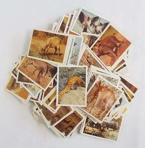 Large lot of Our South African National Parks cigarette cards - duplicates - as per photo