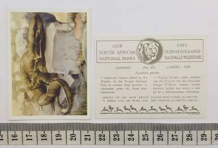 Large lot of Our South African National Parks cigarette cards - duplicates - as per photo