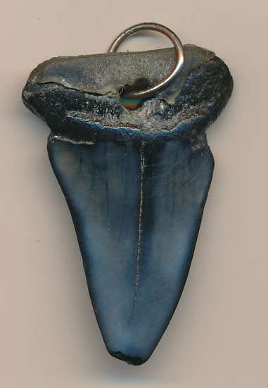 Fossilised shark tooth as per scan