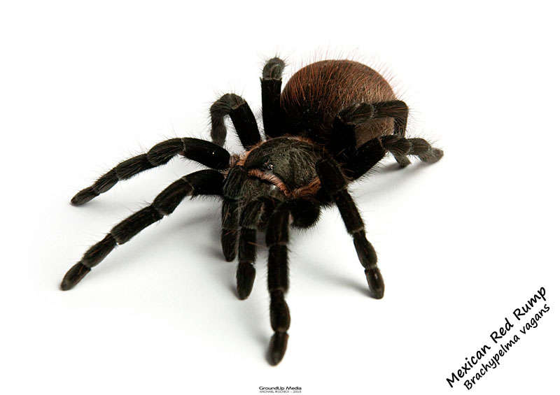 Mexican Red Rump tarantula