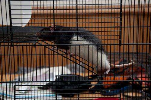 Friendly Rat - makes nice pet