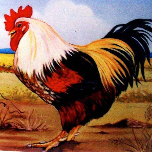 CHICKEN ON CANVAS, 200X200MM  PRINT