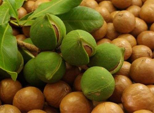 Fresh Raw Macadamia Nuts in-Shell (Fresh harvest,1kg per bid)