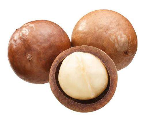 Fresh Raw Macadamia Nuts in-Shell (Fresh harvest,1kg per bid)