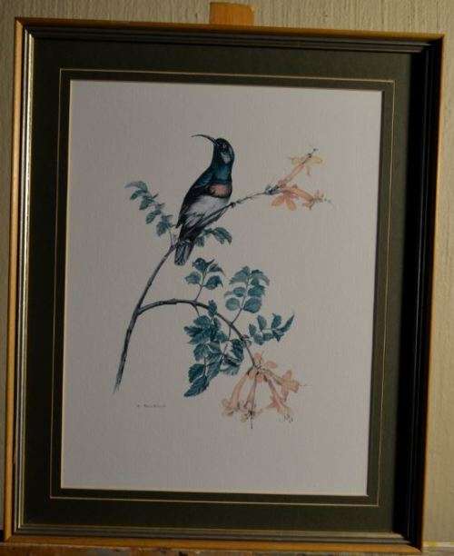NICELY FRAMED SUNBIRD AND FLOWERS WATER COLOUR from SUEZYT