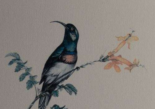 NICELY FRAMED SUNBIRD AND FLOWERS WATER COLOUR from SUEZYT