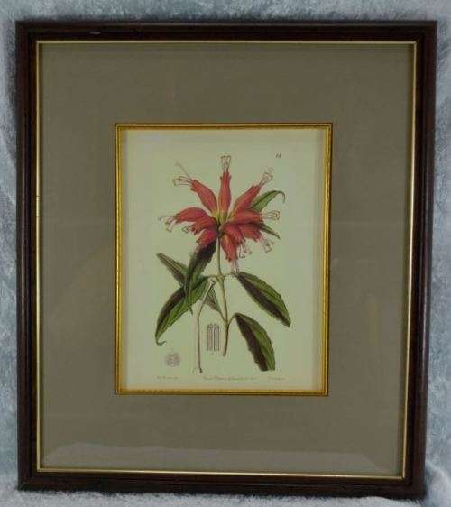 BOTANICAL FRAMED PRINT  (49) - from SUEZYT