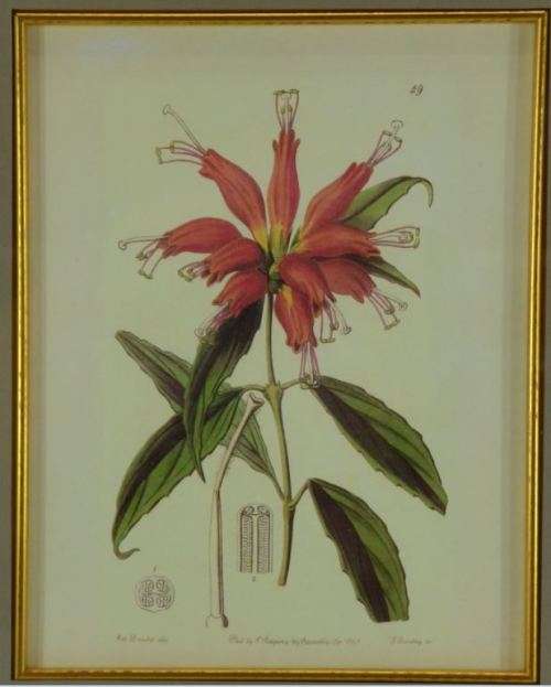 BOTANICAL FRAMED PRINT  (49) - from SUEZYT