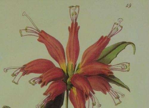 BOTANICAL FRAMED PRINT  (49) - from SUEZYT