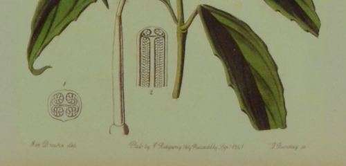 BOTANICAL FRAMED PRINT  (49) - from SUEZYT