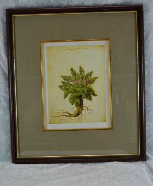 BOTANICAL FRAMED PRINT - MANDRAGORA - from SUEZYT