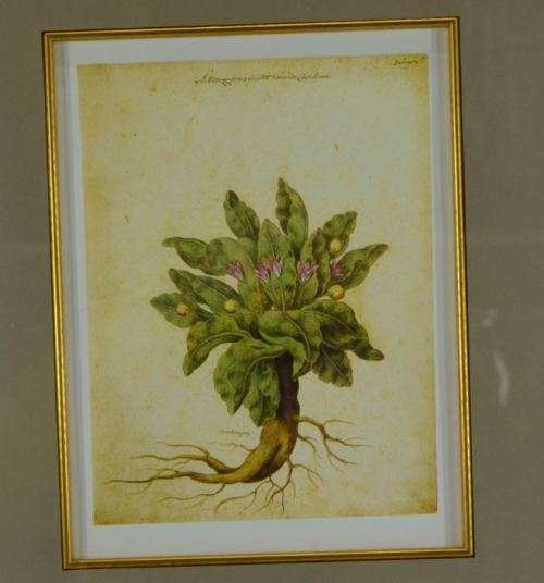 BOTANICAL FRAMED PRINT - MANDRAGORA - from SUEZYT