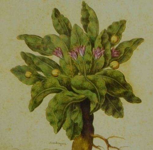 BOTANICAL FRAMED PRINT - MANDRAGORA - from SUEZYT