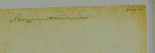 BOTANICAL FRAMED PRINT - MANDRAGORA - from SUEZYT