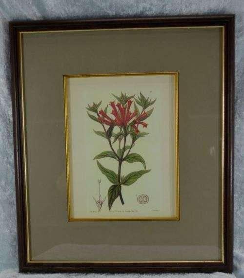 BOTANICAL FRAMED PRINT -(37) - from SUEZYT