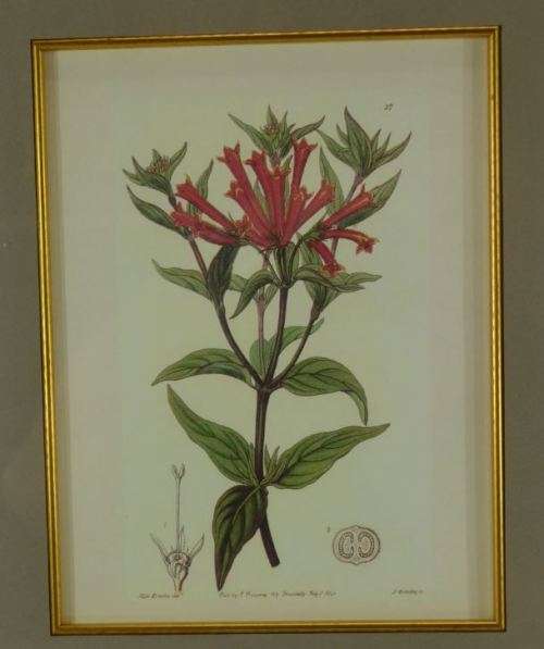 BOTANICAL FRAMED PRINT -(37) - from SUEZYT