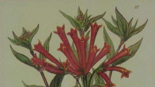 BOTANICAL FRAMED PRINT -(37) - from SUEZYT