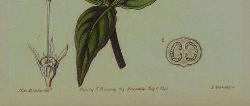 BOTANICAL FRAMED PRINT -(37) - from SUEZYT