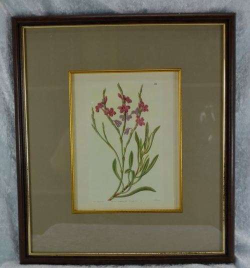 BOTANICAL FRAMED PRINT - from SUEZYT