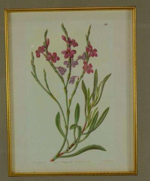 BOTANICAL FRAMED PRINT - from SUEZYT