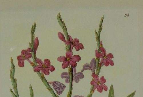 BOTANICAL FRAMED PRINT - from SUEZYT