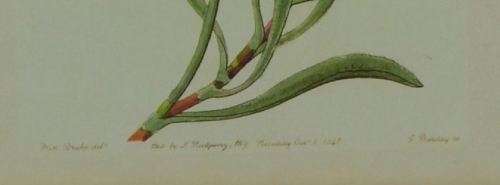 BOTANICAL FRAMED PRINT - from SUEZYT