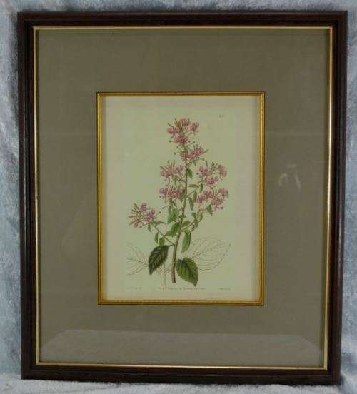 BOTANICAL FRAMED PRINT - from SUEZYT