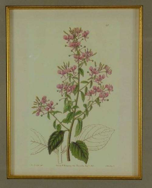 BOTANICAL FRAMED PRINT - from SUEZYT