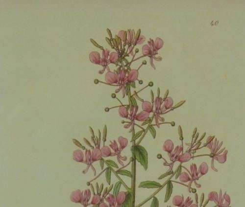 BOTANICAL FRAMED PRINT - from SUEZYT