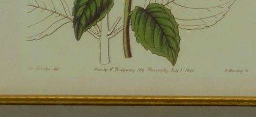 BOTANICAL FRAMED PRINT - from SUEZYT