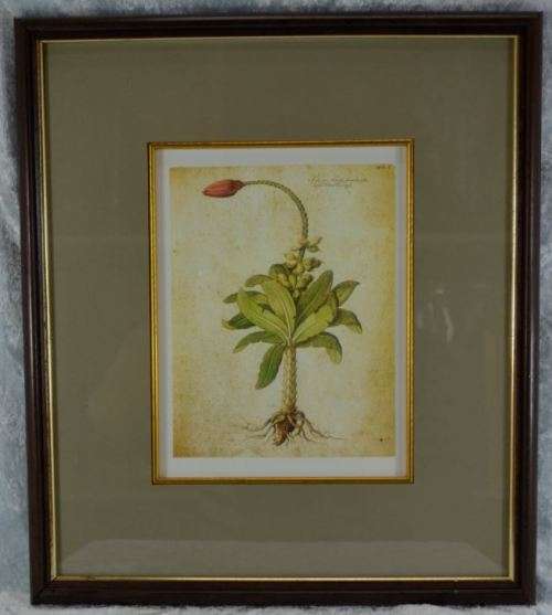 BOTANICAL FRAMED PRINT  - NUJA - from SUEZYT