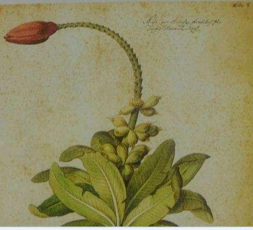 BOTANICAL FRAMED PRINT  - NUJA - from SUEZYT