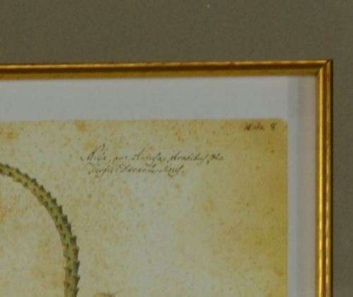 BOTANICAL FRAMED PRINT  - NUJA - from SUEZYT