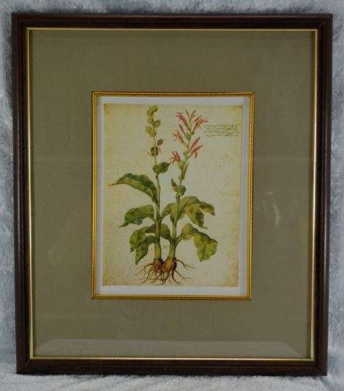 BOTANICAL FRAMED PRINT  - CANNA - from SUEZYT