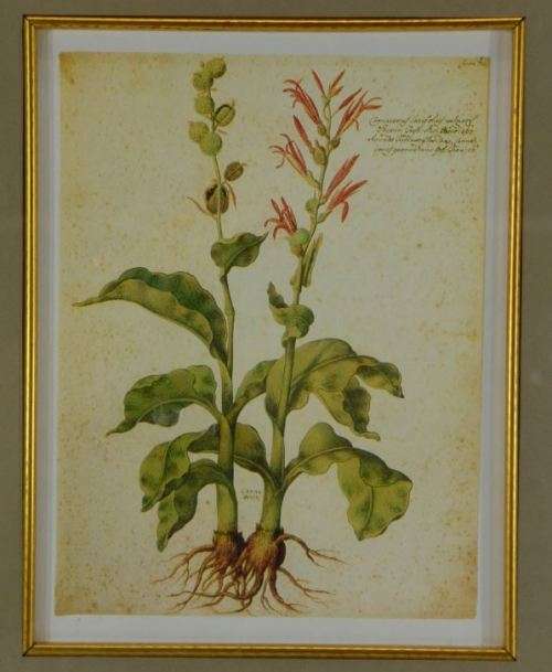 BOTANICAL FRAMED PRINT  - CANNA - from SUEZYT