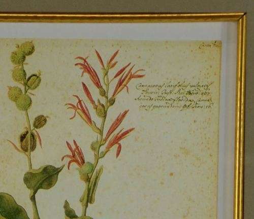 BOTANICAL FRAMED PRINT  - CANNA - from SUEZYT