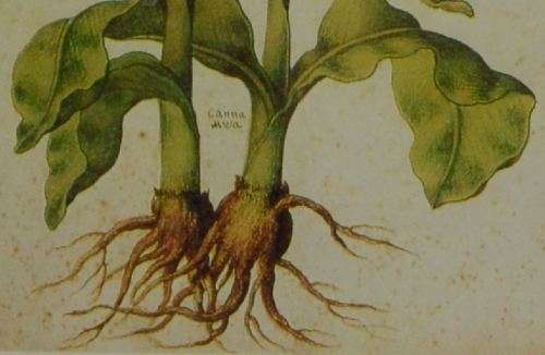 BOTANICAL FRAMED PRINT  - CANNA - from SUEZYT