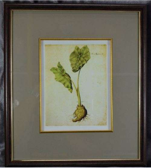 BOTANICAL FRAMED PRINT (10) - from SUEZYT