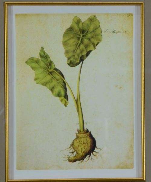 BOTANICAL FRAMED PRINT (10) - from SUEZYT