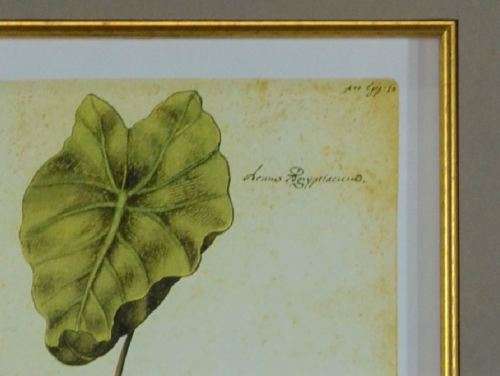 BOTANICAL FRAMED PRINT (10) - from SUEZYT