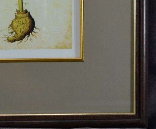 BOTANICAL FRAMED PRINT (10) - from SUEZYT