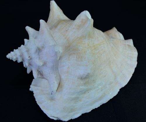 SEA SHELL LARGE BAHAMIAN VIAGRA CONCH - from SUEZYT