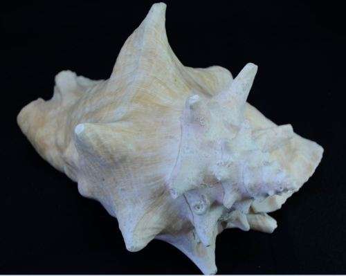 SEA SHELL LARGE BAHAMIAN VIAGRA CONCH - from SUEZYT