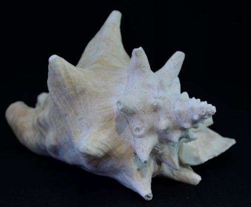 SEA SHELL LARGE BAHAMIAN VIAGRA CONCH - from SUEZYT