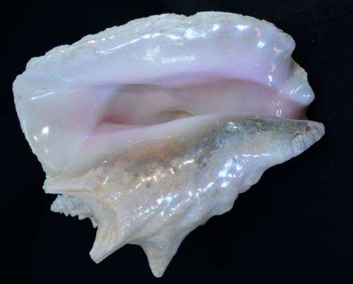 SEA SHELL LARGE BAHAMIAN VIAGRA CONCH - from SUEZYT