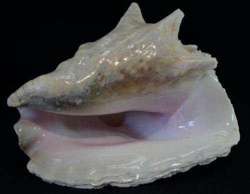 SEA SHELL LARGE BAHAMIAN VIAGRA CONCH - from SUEZYT