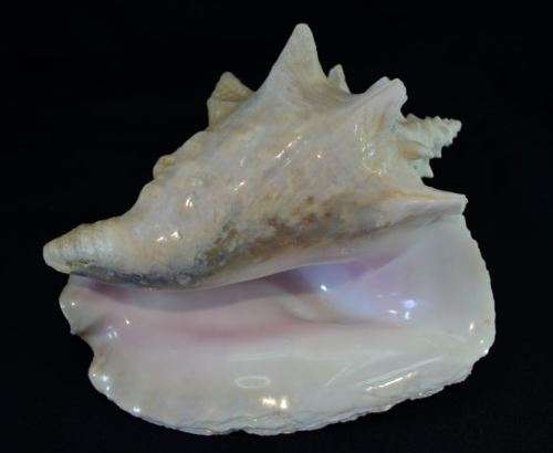 SEA SHELL LARGE BAHAMIAN VIAGRA CONCH - from SUEZYT